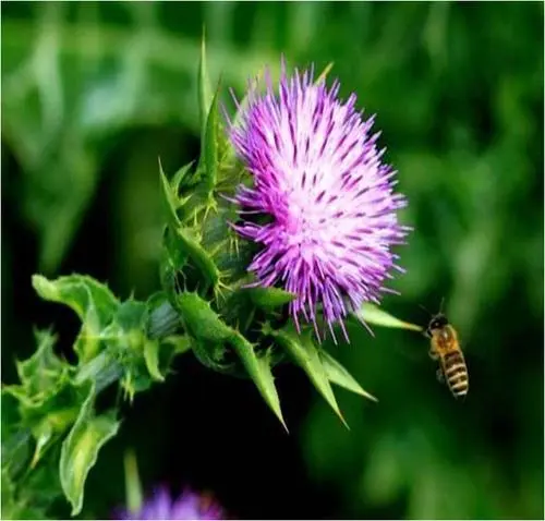 Quels sont les principaux avantages et le public cible de Milk Thistle?