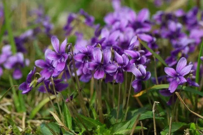 Quelles sont les fonctions de l'extrait de trèfle violet?