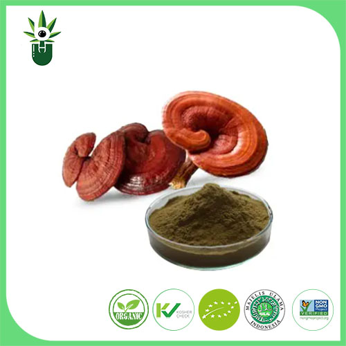 Extrait de Ganoderma Lucidum